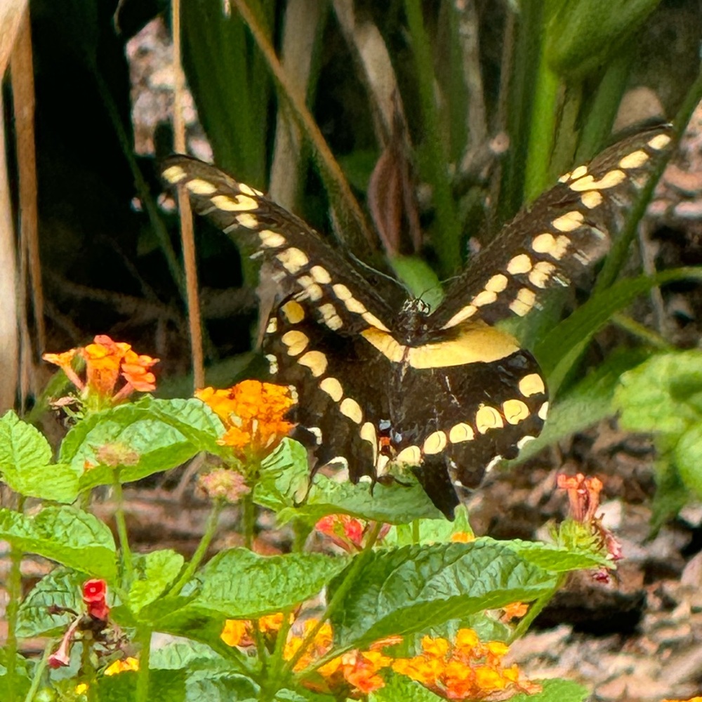 Giant Swallowtail Butterfly